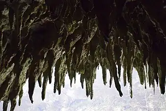 Stalactites in Camuy River Cave National Park