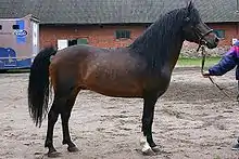 a small solid-looking horse with slim legs and a concave profile
