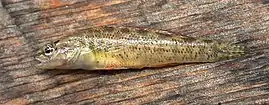 Rio Grande darter (Etheostoma grahami), Val Verde Co., Texas (22 June 2006).