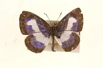 Male, upperside - museum specimens from Malaya