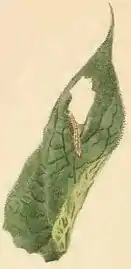 A piece of Symphytum officinale leaf eaten by larva