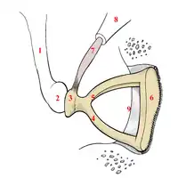 Right-ear stapes