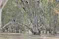 River red gums; the Murrumbidgee River in flood.