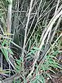 grey multi-stemmed mallee base of Eucalyptus cunninghamii, Blue Mountains National Park