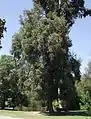 Los Angeles County Arboretum, Arcadia, California