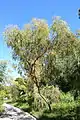 cultivated specimen in Jardín Botánico de Barcelona