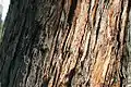 Bark on E. obliqua near Blackburn Lake, Box Hill, Melbourne