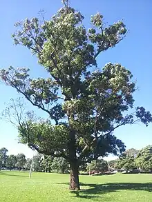 Eucalipto(Eucalyptus robusta)