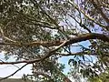 Upper branch bark