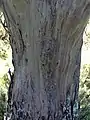 trunk bark