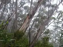 Jilliga ash, Deua National Park