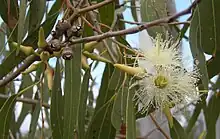Eucalipto(Eucalyptus tereticornis)
