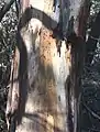 Trunk bark