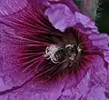 Male bee (Eucera cinnamomea) with pollinium attached to its head