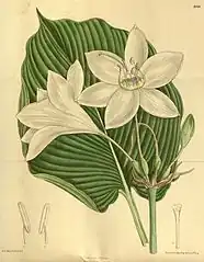 U. × grandiflora has short leaf blades, slender free filaments, and staminal cups shorter than free filaments.