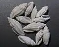 Eleven shells of Eucithara coronata