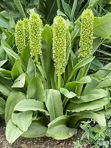 Eucomis pallidiflora subsp. pole-evansii