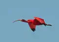 Scarlet ibis