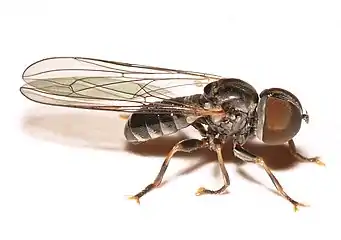 Clistoabdominalis ruralis, Eudorylini, Pipunculinae