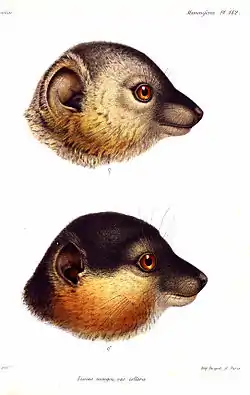 Illustration of female (top) and male (bottom) heads, seen from the right. Female is mostly gray with some rufous-brown coloration on the cheeks. Males have mostly dark gray or black muzzle, face, and crown; as well as thick and bushy rufous-brown cheeks and beard. Both have big ears and a long snout