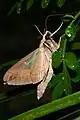 Imago side view