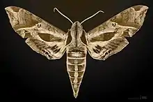 Eumorpha satellitia