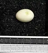 Egg (Museum Wiesbaden)