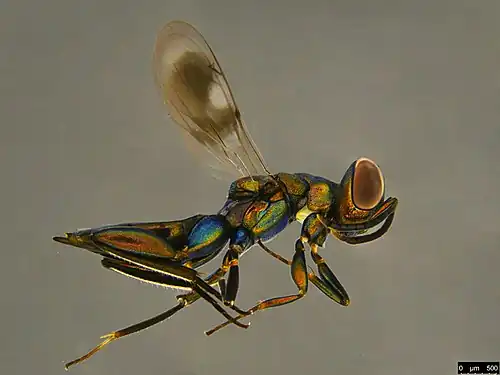 Eupelmophotismus sp., Australia.