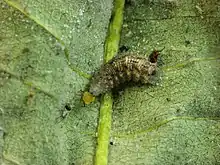 Larva