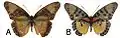 E. c. cyparissa female dorsal (a); ventral (b)