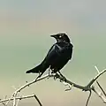 Brewer's blackbird