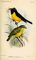 Euphonia concinna