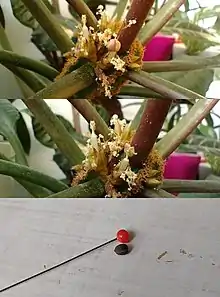 Fotos of Euphorbia leuconeura flowering stalk before (top) and after (middle) seed disperal. The capsule fruit have a pinkish tint and open with tension propelling the seed wide through the air. Seed (bottom) has the size of a pinhead is round with a slightly pointed tip and a rough dark brown shell that is easily squished so careful handling is necessary.