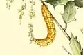 Larva