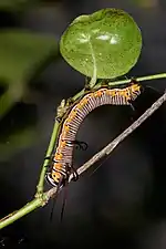 Caterpillar on Carissa carandas, Kerala