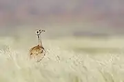 Rüppell's korhaan in the grasslands near the dunes