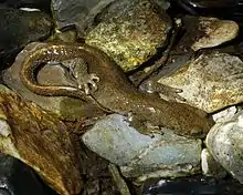 Pyrenean brook salamander, Calotriton asper, endemic to the Pyrenees