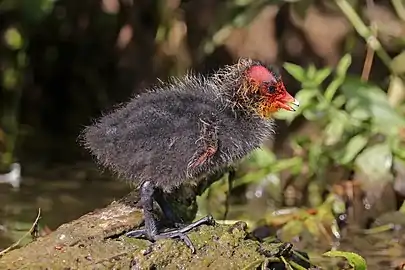 chick in Marais Audomarois, France