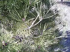 Damage from a European pine sawfly outbreak from the previous year.  Growth on the edge of the branch came after the sawflies were killed.  Second year growth is the first that gets eaten. Here, older growth survived due to pesticide use.