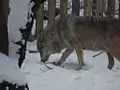 European wolf in the snow