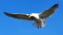 European seagull on the coast of North Sea