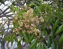 Flowers and foliage