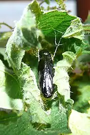 pupa