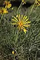 Euryops speciosissimus, Western Cape, South Africa