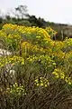 Euryops tenuissimus, Western Cape, South Africa