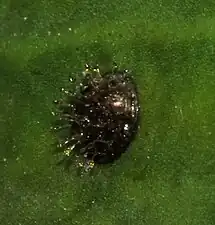 Egg