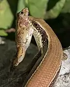 Eutropis macularia (bronze grass skink) eating a frog, in Don Det.