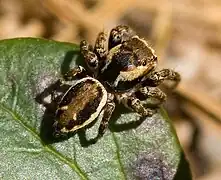 Male, dorsal view