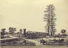 Intricate pencil sketch of a twin-trunked tree on the right, with a passenger train passing behind it, facing left, and a few equestrians in the foreground