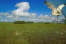 A white bird with black wingtips over green grass with trees in the distance